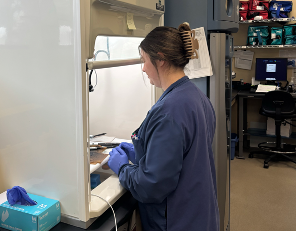 Lab technologist in blue scrubs working at laboratory hood with purple gloves processing specimens
